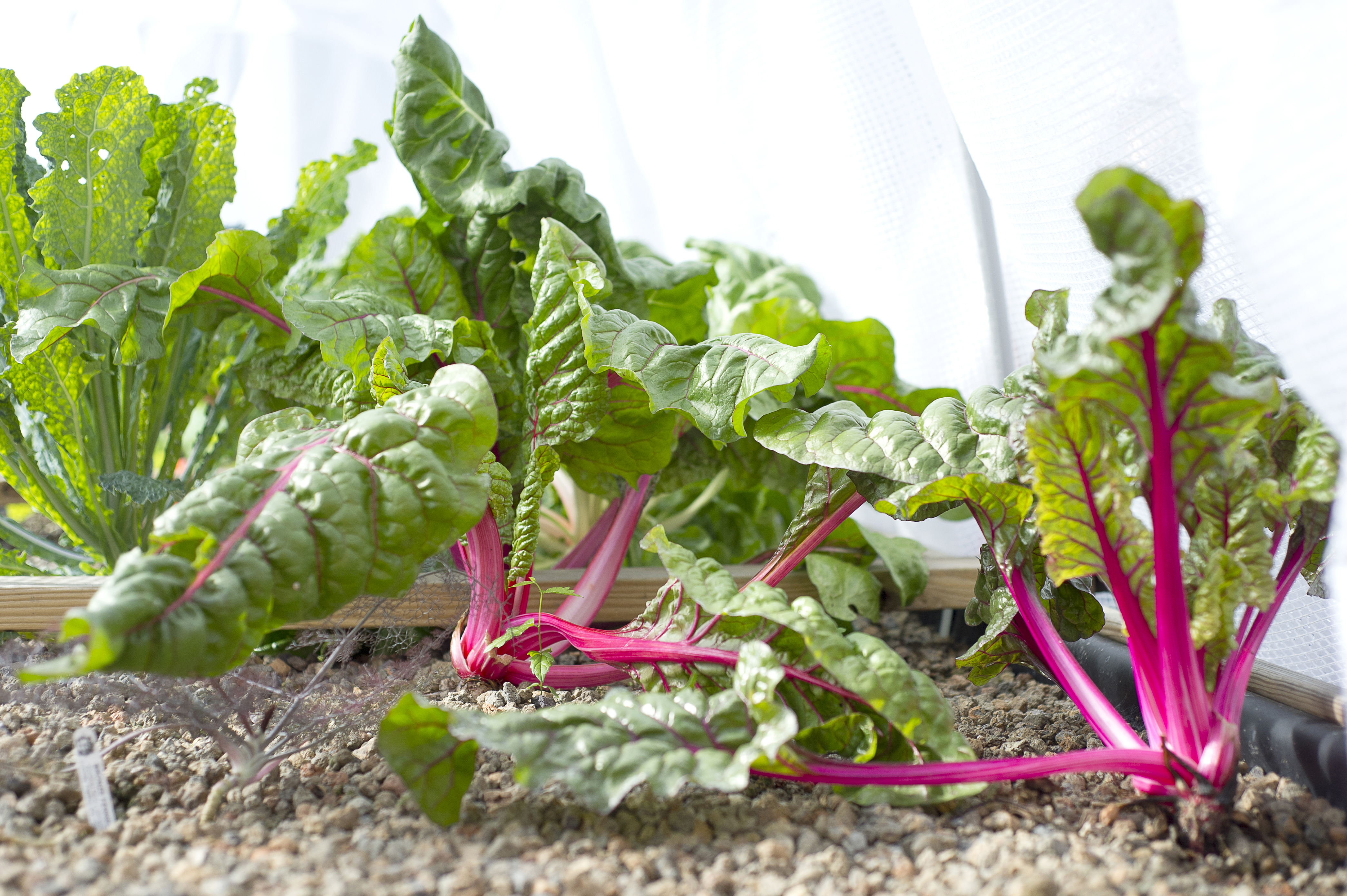 Harvest winter vegetables properly